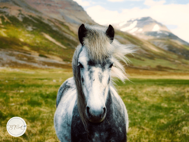 Icelandic horses