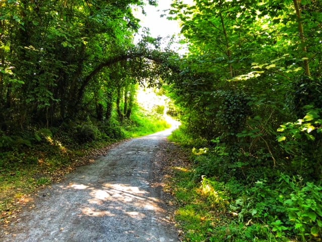 Pathway in a green forest