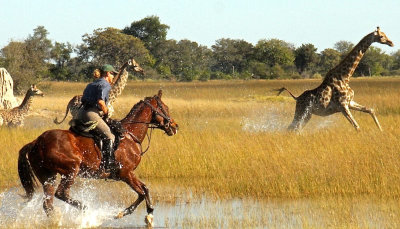 African safari horse back riding