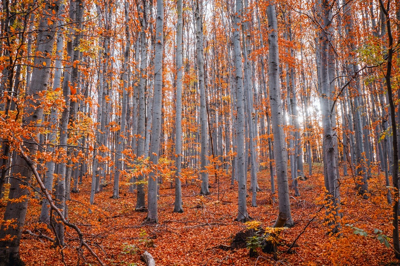 will it be safe to travel in the fall, leaves