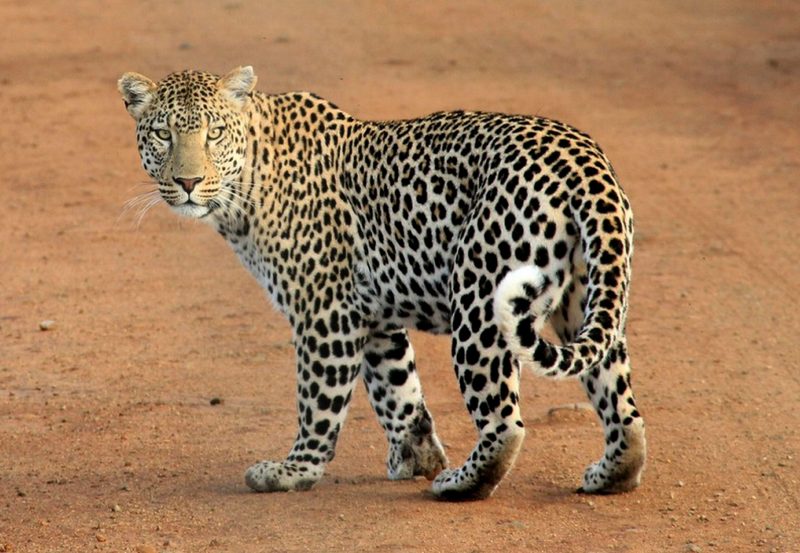 Leopard in African safari park