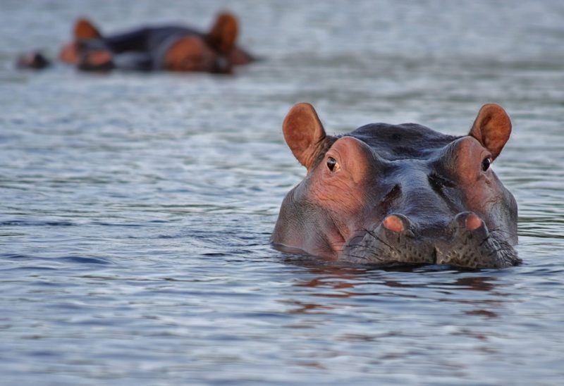 Hippo in water most unique African safari experiences 