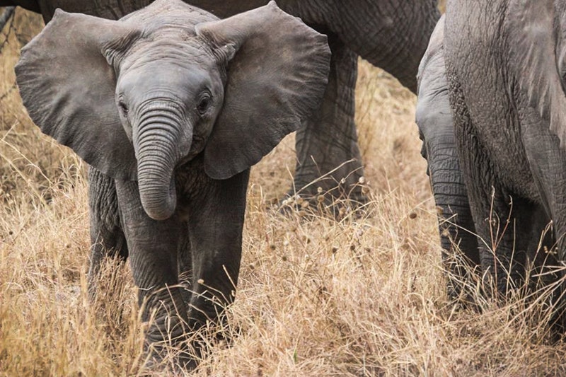 Elephant family in Africa most unique African safari experiences 