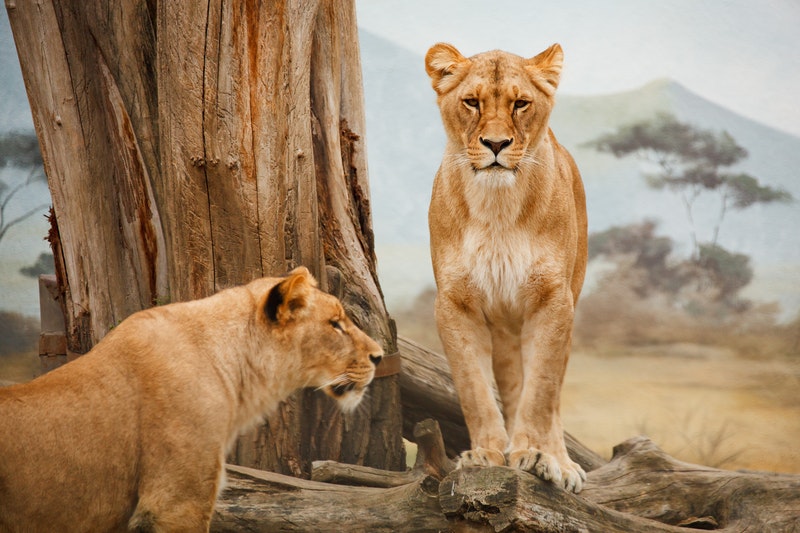 Two Lions in wild - Best African safari experiences 