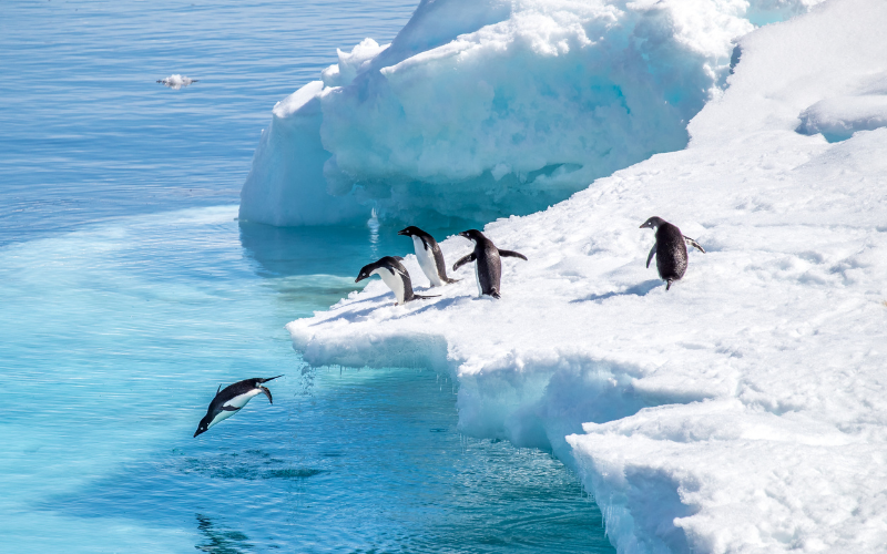 Penguins jumping
