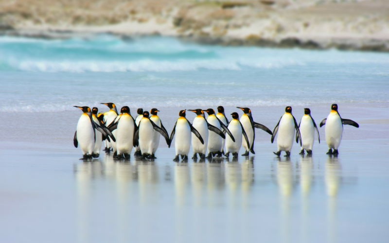 Arctic penguins