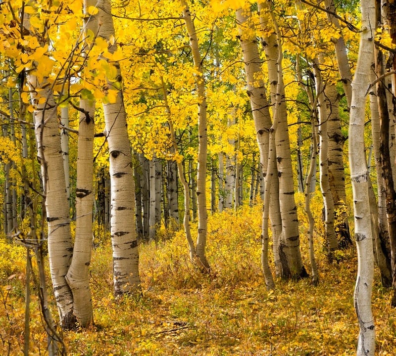 Aspen trees