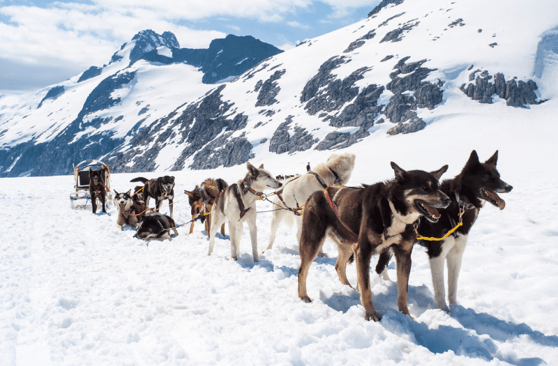 Dog Sledding Alska