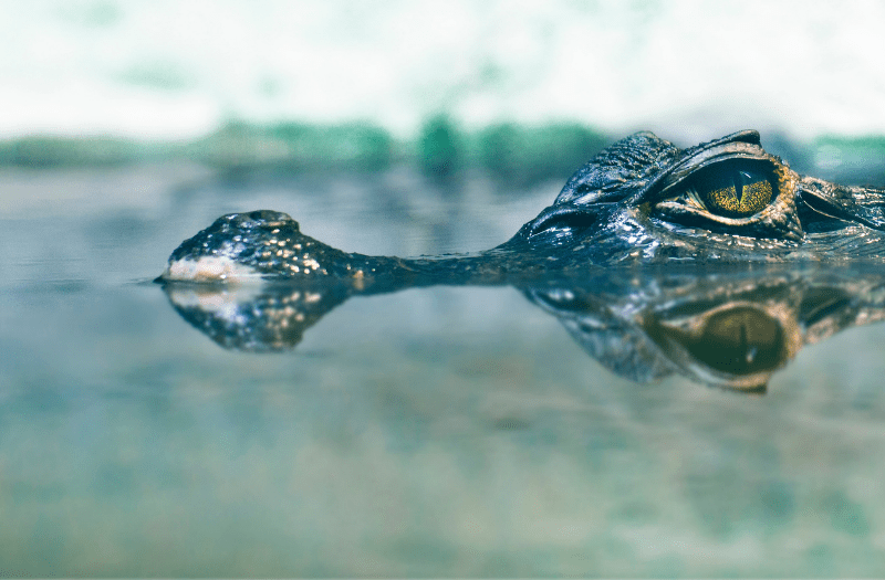 Everglades Crocodile