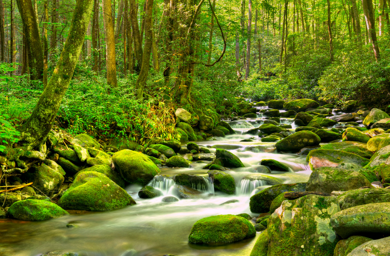 Smoky Mountains Hike