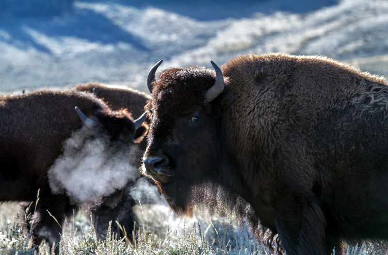 Yellowstone