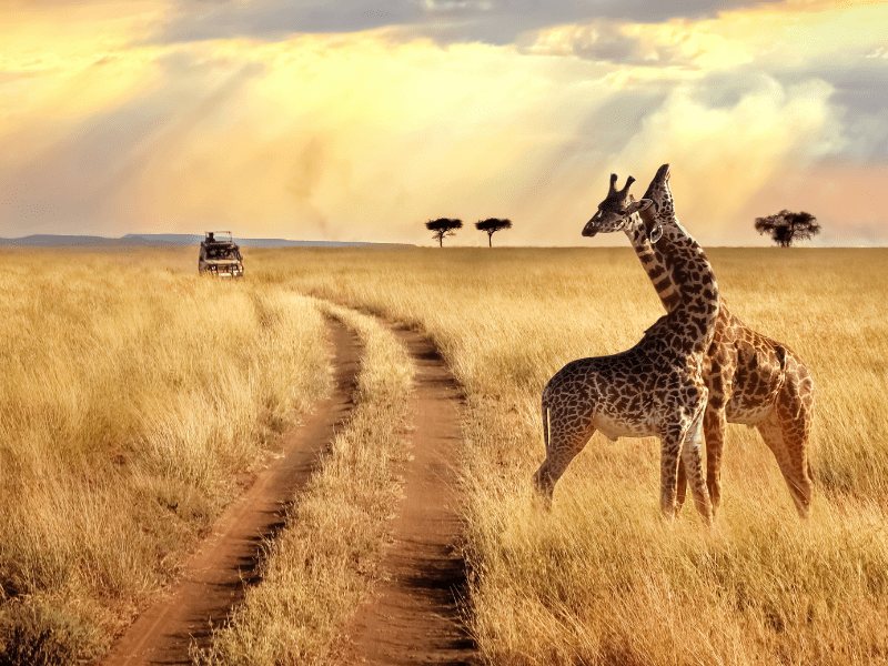 Giraffes