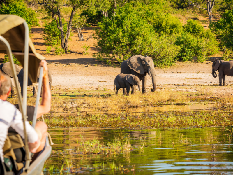 elephants by water