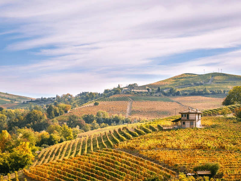 Italian vineyards