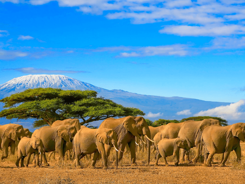 Elephants Africa