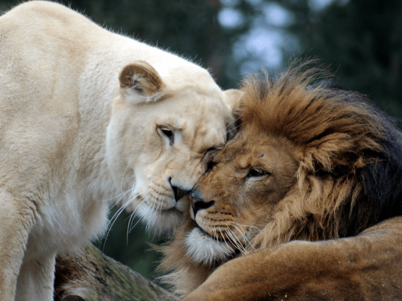 Lions hugging