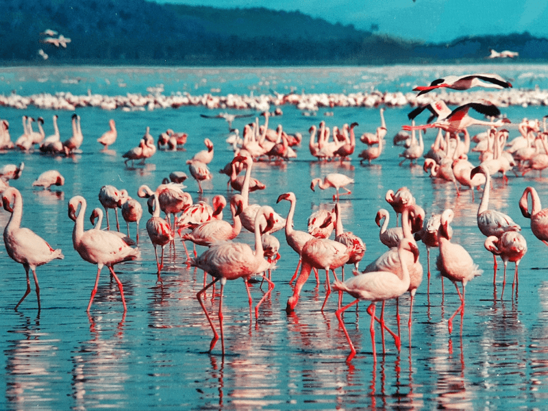 pink flamingo Africa