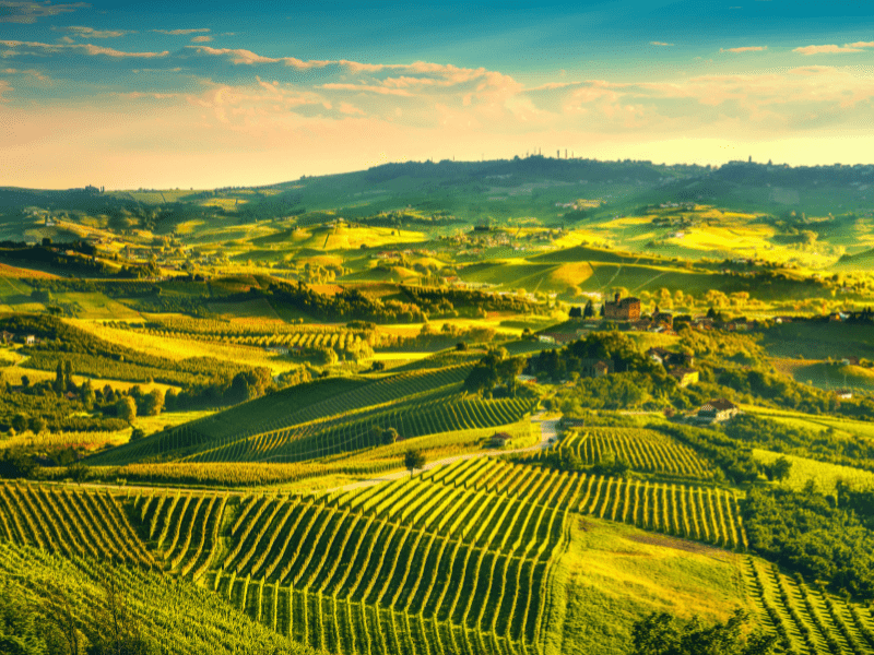 Italian vineyards