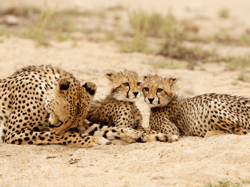 Cheetah cubs