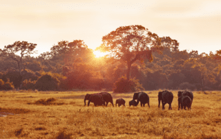 How to plan an African safari