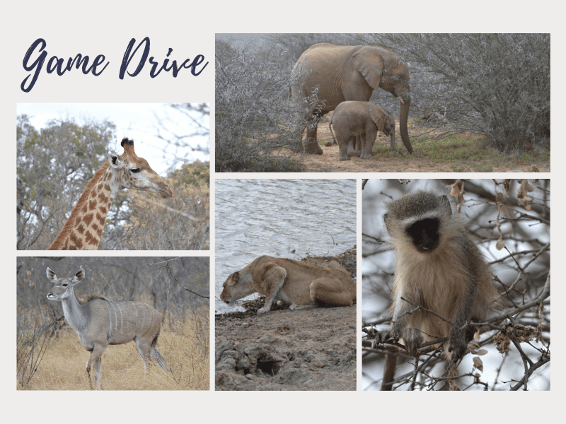  Luxurious African Safari Game Drive