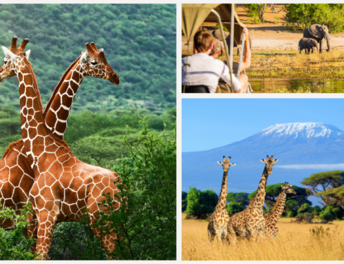 Top 10 Best Luxury Safaris in Africa You Need To Plan A Year In Advance