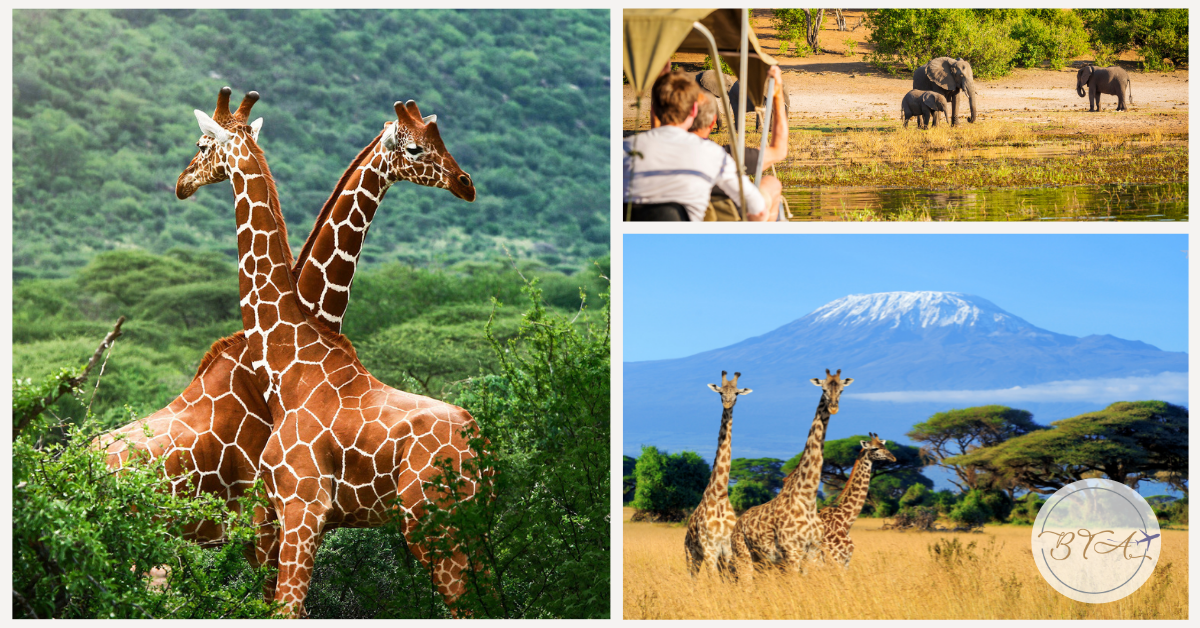Planning Luxury Safari Africa