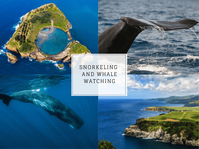 Snorkeling Sao Miguel and Whale watching