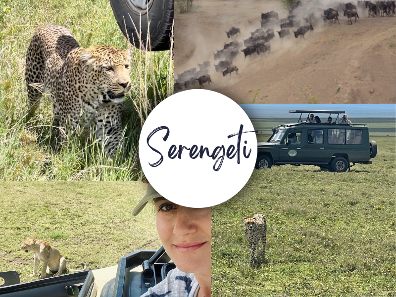 Serengeti National Park Cheetah and Leopard 