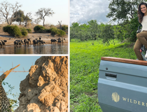 Safari in Botswana Three Ways: Vumbura Plains, Duma Tau, and Mombo Camps