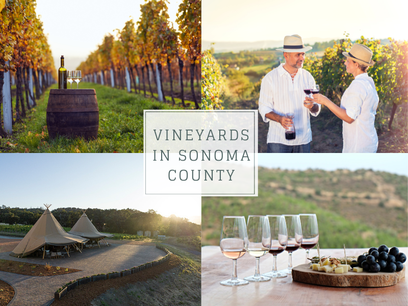 Vineyards in Sonoma County