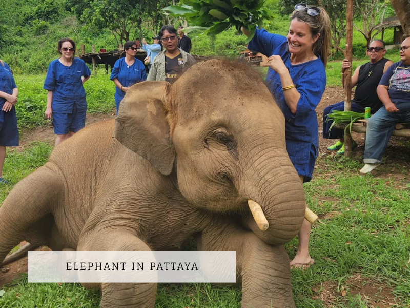 ELEPHANTS IN PATTAYA
